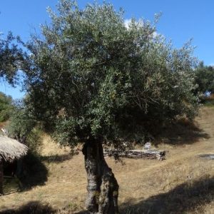 Sponsorship of an olive tree